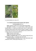 Research Papers 'Latvijas aizsargājamie augi', 10.