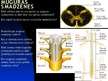 Presentations 'Centrālā nervu sistēma', 5.