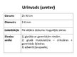 Presentations 'Urīnvads un urīnpūslis', 2.