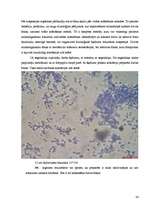 Research Papers 'Fermentācijas procesi salami desu ražošanā, izmantojot pienskābas baktērijas', 24.