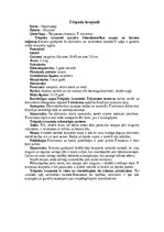 Summaries, Notes 'Bruņneši', 10.