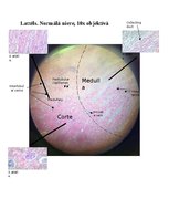 Summaries, Notes 'Nieres histoloģija', 1.