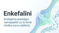 Presentations 'Enkefalīni', 1.
