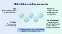 Presentations 'Enkefalīni', 4.