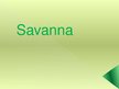 Presentations 'Savanna', 1.