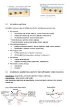 Summaries, Notes 'Fizioloģija', 3.