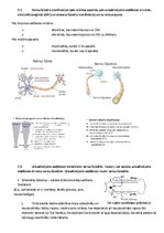 Summaries, Notes 'Fizioloģija', 6.