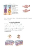 Summaries, Notes 'Fizioloģija', 22.