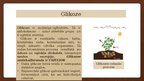 Presentations 'Ogļhidrāti-glikoze', 3.