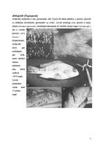 Research Papers 'Vēži jeb vēžveidīgo (Crustacea) klase', 5.