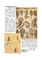Research Papers 'Vēži jeb vēžveidīgo (Crustacea) klase', 7.