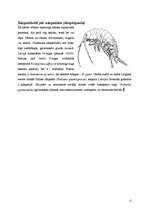 Research Papers 'Vēži jeb vēžveidīgo (Crustacea) klase', 8.