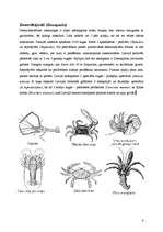 Research Papers 'Vēži jeb vēžveidīgo (Crustacea) klase', 9.