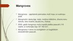 Presentations 'Mangroves', 2.