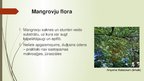 Presentations 'Mangroves', 9.