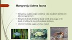 Presentations 'Mangroves', 10.