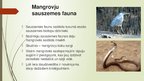 Presentations 'Mangroves', 11.