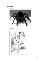 Research Papers 'Milzu putnu zirneklisTheraphosa Blondi', 9.
