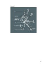 Research Papers 'Milzu putnu zirneklisTheraphosa Blondi', 10.