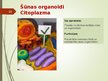 Presentations 'Šūnas organoīdi', 10.