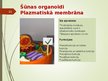 Presentations 'Šūnas organoīdi', 11.