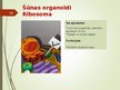 Presentations 'Šūnas organoīdi', 12.