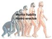 Presentations 'Homo habilis, Homo erectus', 1.