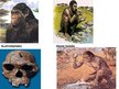 Presentations 'Homo habilis, Homo erectus', 5.