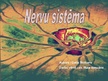 Presentations 'Nervu sistēma', 1.