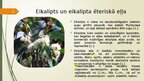 Presentations 'Eikaliptu ēteriska eļla', 2.