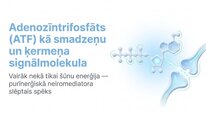 Presentations 'Adenozīntrifosfāts kā smadzeņu un ķermeņa signālmolekula', 1.