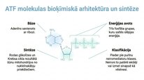 Presentations 'Adenozīntrifosfāts kā smadzeņu un ķermeņa signālmolekula', 4.