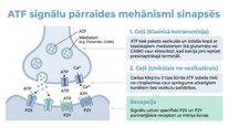 Presentations 'Adenozīntrifosfāts kā smadzeņu un ķermeņa signālmolekula', 5.