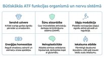 Presentations 'Adenozīntrifosfāts kā smadzeņu un ķermeņa signālmolekula', 6.