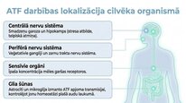 Presentations 'Adenozīntrifosfāts kā smadzeņu un ķermeņa signālmolekula', 7.