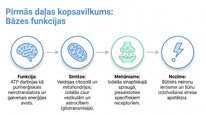 Presentations 'Adenozīntrifosfāts kā smadzeņu un ķermeņa signālmolekula', 13.