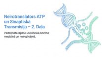Presentations 'Adenozīntrifosfāts kā smadzeņu un ķermeņa signālmolekula', 14.