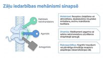 Presentations 'Adenozīntrifosfāts kā smadzeņu un ķermeņa signālmolekula', 17.