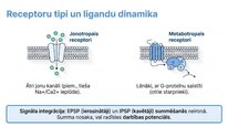 Presentations 'Adenozīntrifosfāts kā smadzeņu un ķermeņa signālmolekula', 18.
