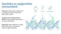 Presentations 'Adenozīntrifosfāts kā smadzeņu un ķermeņa signālmolekula', 22.