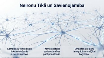 Presentations 'Pusaudžu smadzeņu neirobioloģija', 7.