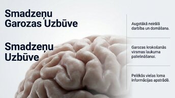 Presentations 'Pusaudžu smadzeņu neirobioloģija', 8.