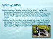 Presentations 'Haski suņi', 4.