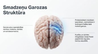 Presentations 'Jaunu prasmju apguves neirobioloģija', 4.