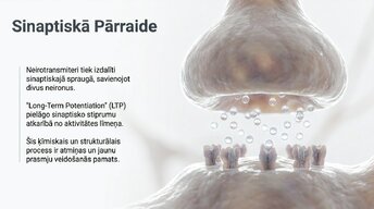 Presentations 'Jaunu prasmju apguves neirobioloģija', 7.