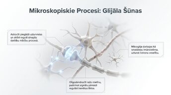 Presentations 'Jaunu prasmju apguves neirobioloģija', 8.