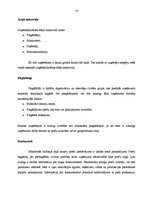 Term Papers 'SIA "Koks" saimnieciskās darbības analīze un perspektīvas', 13.