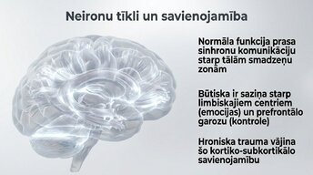 Presentations 'Kognitīvo funkciju un smadzeņu arhitektūras izmaiņas', 9.
