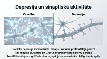 Presentations 'Kognitīvo funkciju un smadzeņu arhitektūras izmaiņas', 11.