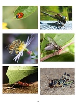 Research Papers 'Kukaiņi kā dažādu tautu simboli un mīti', 13.